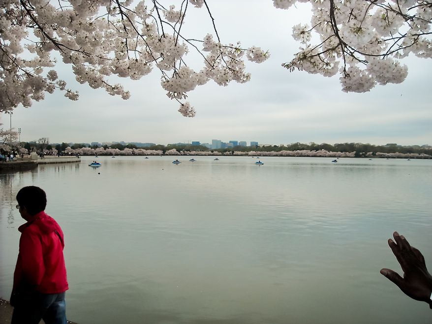 Photographs of the Cherry Blossoms along the Tidal Basin taken by Brian D., an autistic adult with Community Services for Autistic Adults and Children, based in Montgomery Village, Md., Washington, D.C., Wednesday, March 21, 2012. Brian is part of the “InFocus Project†which is a way for adults with autism to develop forms of self expression and social skills while producing work that has been featured in art shows, given to donors to C.S.A.A.C., and sold on an online store. (Brian D./InFocus Project)