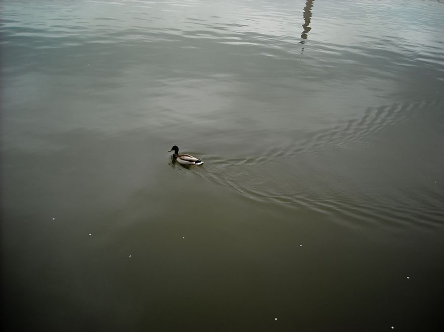 Photographs of the Cherry Blossoms along the Tidal Basin taken by James L., an autistic adult with Community Services for Autistic Adults and Children, based in Montgomery Village, Md., Washington, D.C., Wednesday, March 21, 2012. James is part of the “InFocus Project†which is a way for adults with autism to develop forms of self expression and social skills while producing work that has been featured in art shows, given to donors to C.S.A.A.C., and sold on an online store. (James L./InFocus Project)