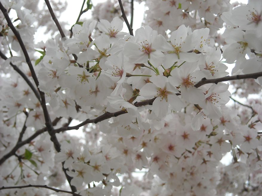 Photographs of the Cherry Blossoms along the Tidal Basin taken by Matt D., an autistic adult with Community Services for Autistic Adults and Children, based in Montgomery Village, Md., Washington, D.C., Wednesday, March 21, 2012. Matt is part of the “InFocus Project†which is a way for adults with autism to develop forms of self expression and social skills while producing work that has been featured in art shows, given to donors to C.S.A.A.C., and sold on an online store. (Matt D./InFocus Project)