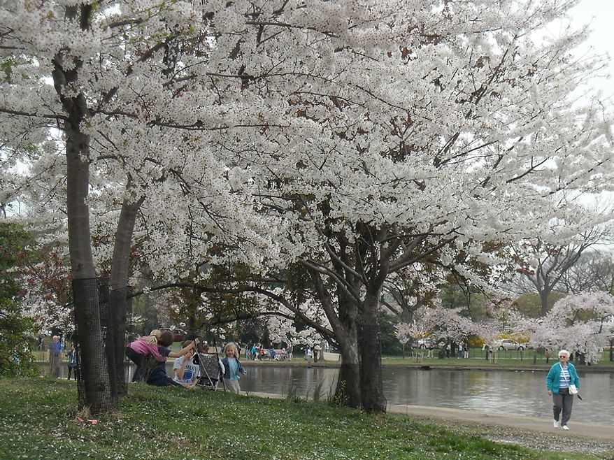 Photographs of the Cherry Blossoms along the Tidal Basin taken by Jimmie R., an autistic adult with Community Services for Autistic Adults and Children, based in Montgomery Village, Md., Washington, D.C., Wednesday, March 21, 2012. Jimmie is part of the “InFocus Project†which is a way for adults with autism to develop forms of self expression and social skills while producing work that has been featured in art shows, given to donors to C.S.A.A.C., and sold on an online store. (Jimmie R./InFocus Project)