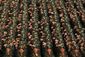 North Korea_Lea(1).jpg