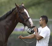 Kentucky Derby Horse _Reps.jpg