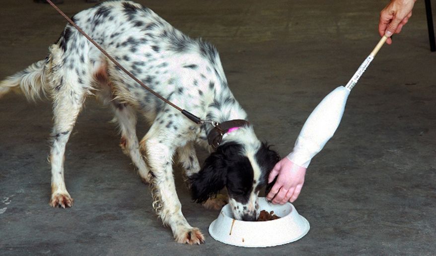 ** FILE ** This undated image provided by the ASPCA shows animal behaviorists testing a dog for food aggression by using a fake hand to assess the dog's response in Joplin, Mo. Many pets who end up in rehab are victims of abusive owners who have been arrested for dogfighting, hoarding or puppy mill violations. (AP Photo/ASPCA, Mike Bizelli)