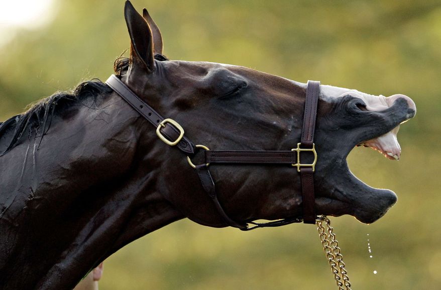 Kentucky Derby entrant Union Rags during his bath after a morning workout at Churchill Downs Friday, May 4, 2012, in Louisville, Ky. (AP Photo/Charlie Riedel)