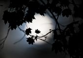 Supermoon_Lea(1).jpg