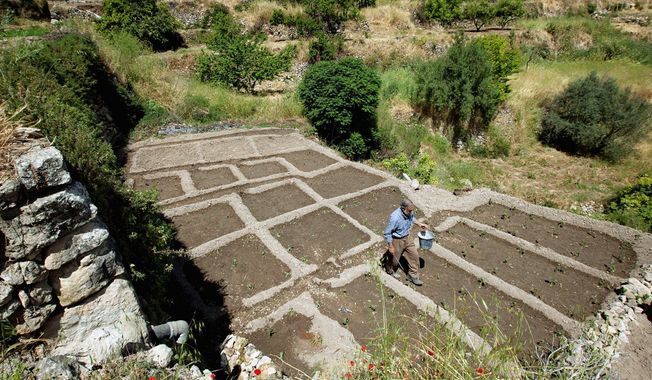 ** FILE ** Palestinian farmer Elayan Shami places eggplants in a maze to direct the water downhill from one terrace to another in his field in the West Bank village of Battir. Residents of Battir, one of the last West Bank farming villages using an irrigation system from Roman times, say their way of life is endangered as Israel prepares its West Bank separation barrier. (Associated Press)