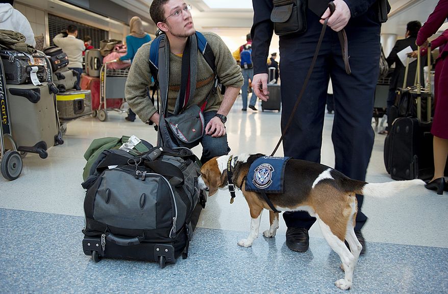 Hudson, trained to sniff illegal food products, alerts his handler to a possible problem in a passenger's bag at Washington Dulles International Airport. Agriculture specialists are on the lookout for plant and food items that can carry bacteria, pests and other potentially dangerous material into the country. (Barbara L. Salisbury/The Washington Times)
