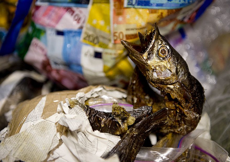 This dried fish, found in a passenger's bag at Washington Dulles International Airport on Thursday, Jan. 19, 2012, is actually perfectly legal to bring into the United States. Customs and Border Protection officers collect all kinds of forbidden items on a daily basis. This line of defense protects America from exposure to illnesses and epidemics brought on by foodstuffs, insects and the like from other countries. (Barbara L. Salisbury/The Washington Times)