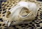 customs_20120208_650