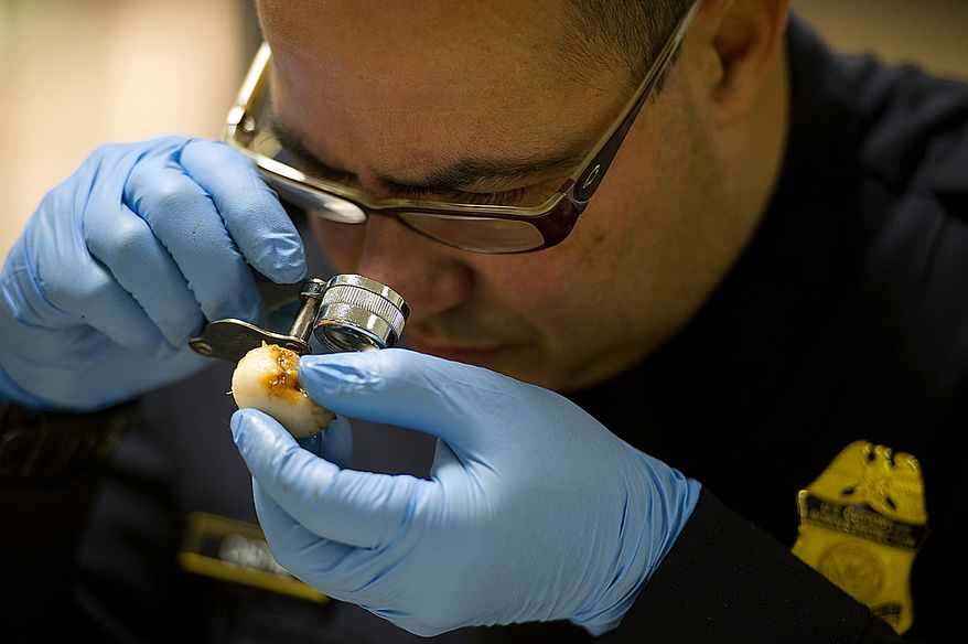 Specialist Jesus Castro uses a magnifying glass to carefully inspect an achachairu fruit on Wednesday, Feb. 8, 2012 at Washington Dulles International Airport. Each individual fruit must be inspected to ensure that it does not contain any insects, bacteria, mold, etc. that could be potentially harmful if introduced to the United States. If they do find something, Customs and Border Protection agents are required to inform the USDA. (Barbara L. Salisbury/The Washington Times)