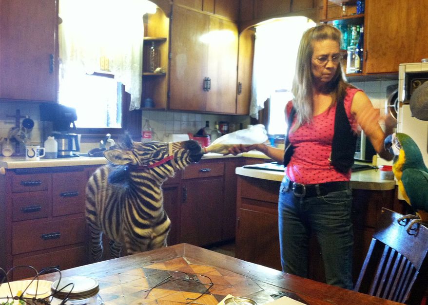 Vickey Teter of Cascade, Iowa, is seen in this undated photo with a baby zebra and a parrot she owned along with Jerald Reiter. Reiter was charged with drunken driving after he was stopped May 20, 2012, outside a Dubuque, Iowa, bar with the zebra and parrot in his truck. (Associated Press/The Gazette-KCRG TV9, Katie Wiedemann)
