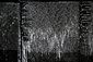 Thunder_20120513_1293