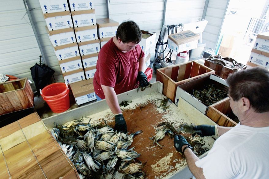 Wade Christian (left) and Felix Ronquille sort crabs at Crescent Seafood in Lafitte, La., on May 16. This spring, catches are down, and anxiety is growing that ill effects of the BP spill may be far from over.