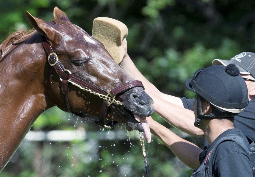 I'll Have Another gets a bath after training at Belmont Park in Elmont, N.Y., on Thursday. The winner of the Kentucky Derby and Preakness will attempt to win the Triple Crown on Saturday. (Associated Press)