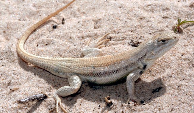 The Department of the Interior announced on Wednesday, June 13, 2012, that it will not declare the dunes sagebrush lizard an endangered species. Officials said voluntary efforts by New Mexico and Texas have headed off the need for the federal government to step in. (AP Photo/U.S. Fish and Wildlife Service)