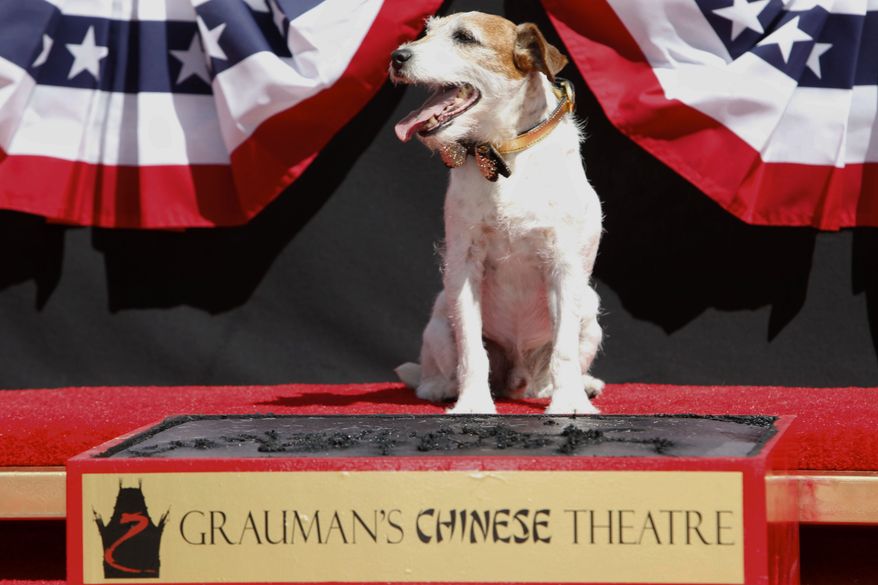 Canine star Uggie is honored at a pawprint ceremony at Grauman's Chinese Theatre on Monday, June 25, 2012, in Los Angeles. The event also marked the scene-stealing dog's retirement from show business. (AP Photo/Joe Kohen, Invision)