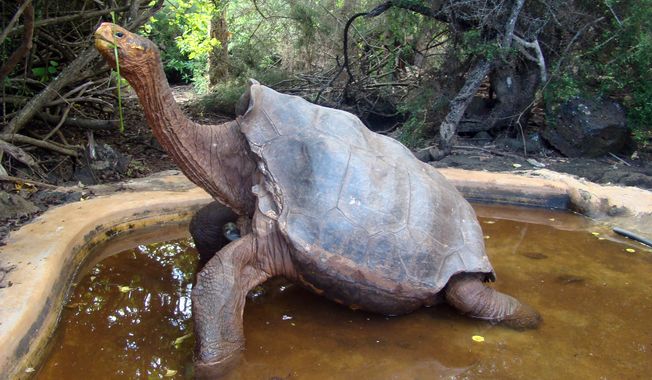 The centenarian tortoise Diego has sired hundreds of offspring at the Galapagos National Park in the Galapagos Islands. (AP Photo/Galapagos National Park)