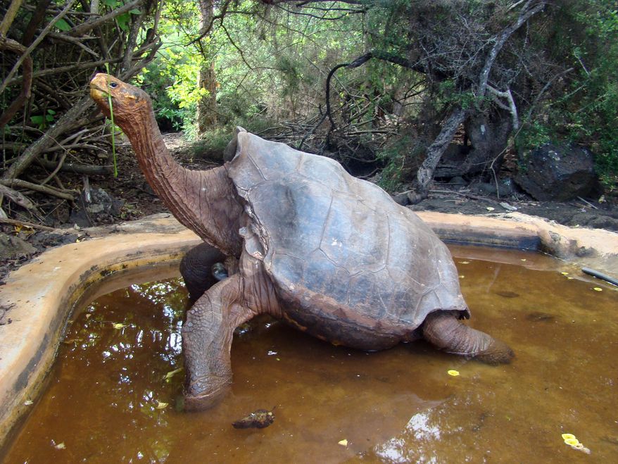 The centenarian tortoise Diego has sired hundreds of offspring at the Galapagos National Park in the Galapagos Islands. (AP Photo/Galapagos National Park)