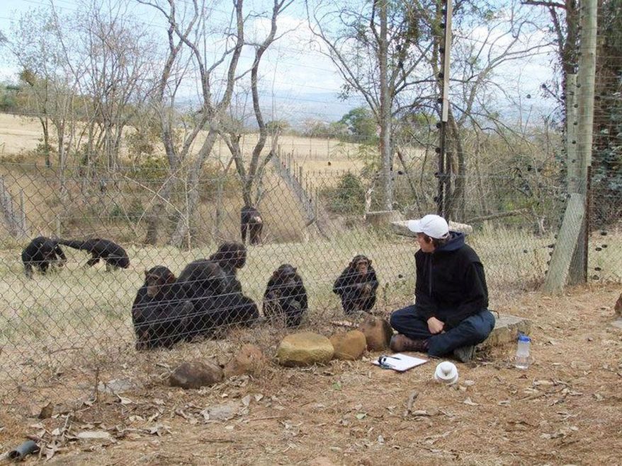 Andrew F. Oberle, a postgraduate student of anthropology and primate behavior at the University of Texas at San Antonio, has been observing these chimps at a primate sanctuary in South Africa. A vicious attack on him last week astonished conservationists who knew the chimps. (Associated Press)