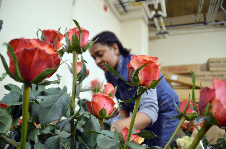 Beimnet Lakew arranges a large rose bouquet in the Embassy basement on Saturday, March 10th 2012 at the Ethiopian Embassy in Washington, D.C. (Jessica Carpenter/The Washington Times)