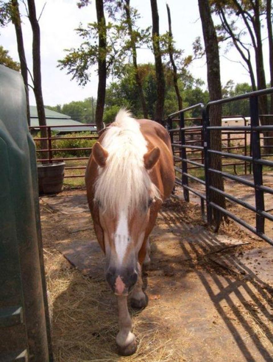 Lucinda, a Fairfax County horse that has been the victim of two stabbing attacks. Photo courtesy Fairfax County Police Department.