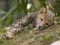 zoo_mugshot_four_by_three.jpg