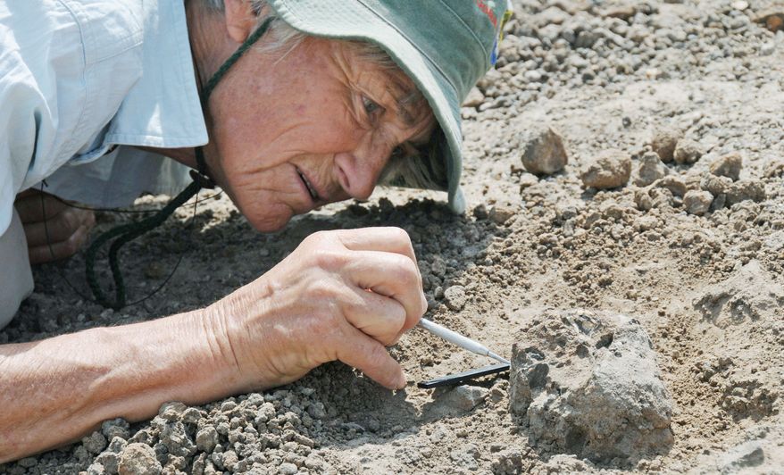 Meave Leakey carefully excavates the new face, designated KNM-ER 62000, found in northern Kenya. The Leakey team claims its discovery of the flat-faced fossil backs its claim that the human family tree sprouted long-lost branches. (Associated Press)