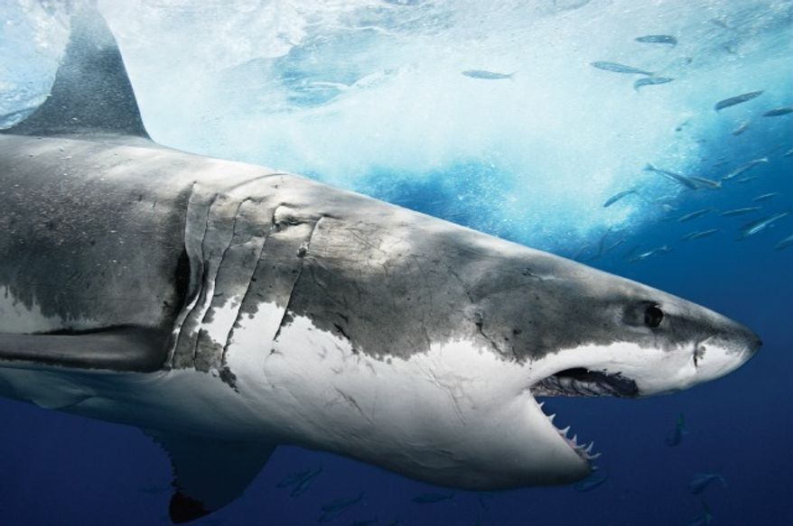 "Shark Week" celebrated 25 years on the air in 2012. (Courtesy of Discovery Channel)