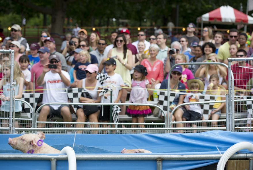 The crowd watches as piglets swim across a little pool during the Sue Wee Flying Piglet Race. (Barbara L. Salisbury/The Washington Times)
