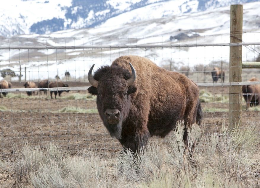 An effort to designate the American bison the National Mammal of the United States has drawn bipartisan support, led by a Missouri Democrat and a Nebraska Republican. It currently has the support of four congressmen and 17 senators. (Associated Press)