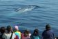 Whale Watching Bonanz_Star.jpg