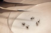 Dallas West Nile_Star.jpg