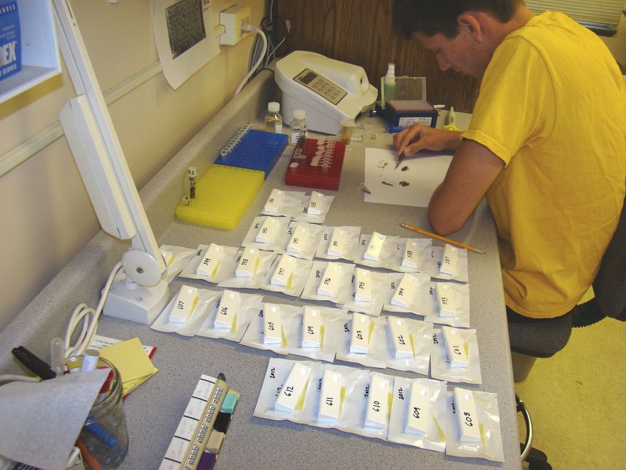 On Thursday, July 26, 2012, Carter Sharp, a lab assistant at the Northwest Mosquito Abatement District in Wheeling, Ill., sorts mosquitoes that were collected from Chicago's northwest suburbs for West Nile virus testing. (AP Photo/Courtesy the Northwest Mosquito Abatement District, Michael Szyska)