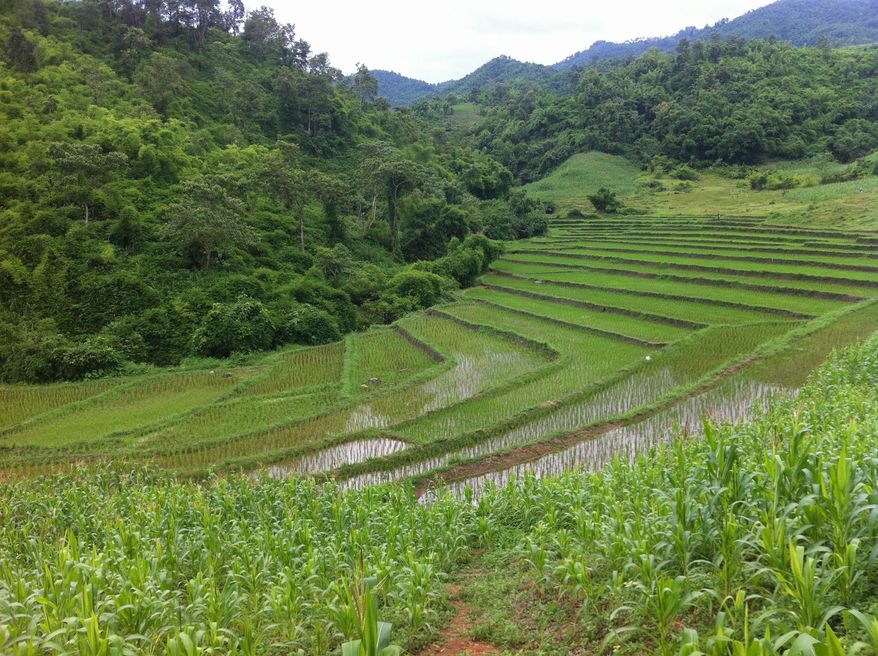 This July 21, 2012, file photo shows terraced rice paddies outside a Lahu hill tribe village high above Thailand’s Mae Kok River. The region known as the Golden Triangle was once one of the world’s most prolific regions for growing the opium poppy, but government programs and aggressive eradication efforts have succeeding in wiping out most of the illegal crop. (Associated Press) ** FILE **