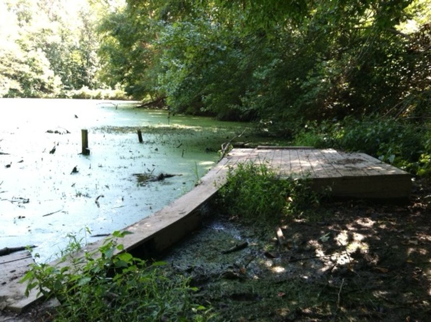 The pond at the Hidden Pond Nature Center in Springfield, where a rabid beaver jumped out of the water and chased a group of children on Saturday (Meredith Somers/The Washington Times)
