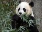 national-zoo-panda_lea_2_mugshot_four_by_three.jpg