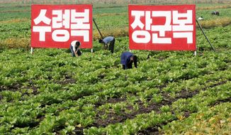 associated press

North Koreans work in the fields at Migok Cooperative Farm in Sariwon, North Hwanghae province on Sunday. Farmers would be able to keep a bigger share of their crops under proposed changes to boost production by collective farms.