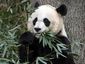 national-zoo-panda_lea_3_mugshot_four_by_three.jpg