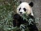 national-zoo-panda_lea_4_mugshot_four_by_three.jpg