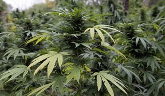 Marijuana plants are seen on Oct. 3, 2012, in Chicago, where officers say they discovered two football fields worth of pot plants growing on the city&#x27;s South Side. Authorities say more than 1,000 cannabis plants — some as tall as Christmas trees — were discovered during a helicopter operation. (Associated Press)