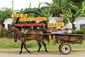CUBA_SUGAR1081201