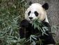 national-zoo-panda_lea_5_mugshot_four_by_three.jpg