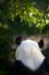 PANDA_WEB_0001_20121011