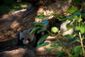 PANDA_WEB_0002_20121011