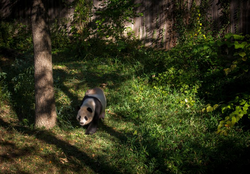 Giant panda Tian Tian wanders in his area at the National Zoo in Washington, D.C., on Oct. 10, 2012, prior to a press conference regarding the cause of the recent death of a newborn panda. (Rod Lamkey Jr./The Washington Times)