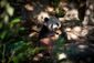 PANDA_WEB_0004_20121011