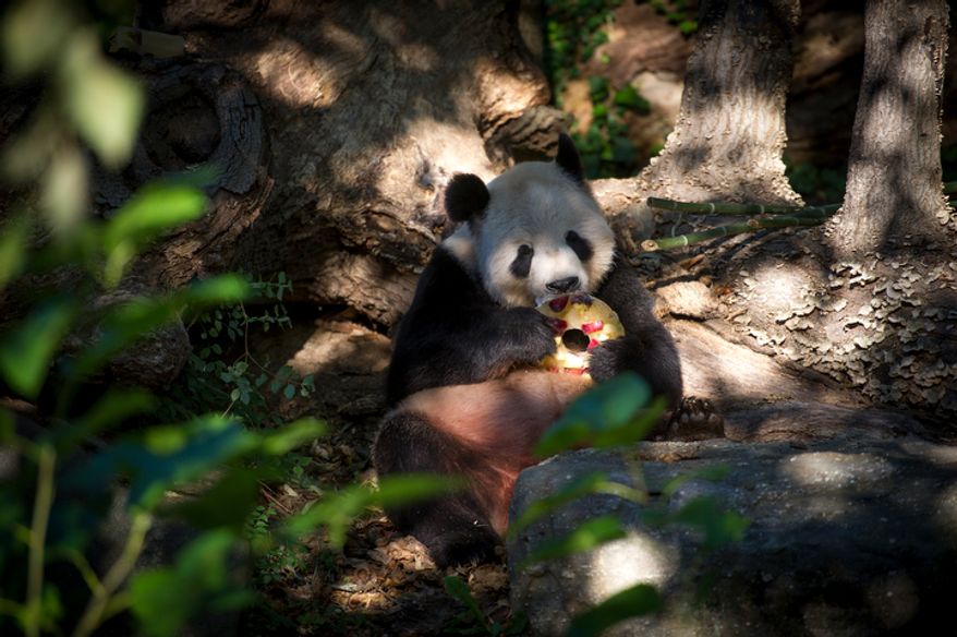 Giant panda Tian Tian eats a frozen fruit treat in his area at the National Zoo in Washington, D.C., on Oct. 10, 2012, prior to a press conference regarding the cause of the recent death of a newborn panda. (Rod Lamkey Jr./The Washington Times)
