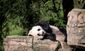 PANDA_WEB_0006_20121011