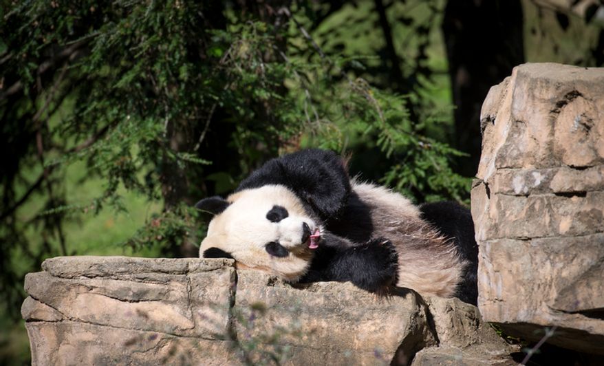 Giant panda Mei Xiang relaxes in the sun in her area at the National Zoo in Washington, D.C., on Oct. 10, 2012, prior to a press conference regarding the cause of the recent death of the panda's newborn cub. (Rod Lamkey Jr./The Washington Times)