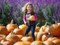 pumpkin_10141201_primary_image.jpg